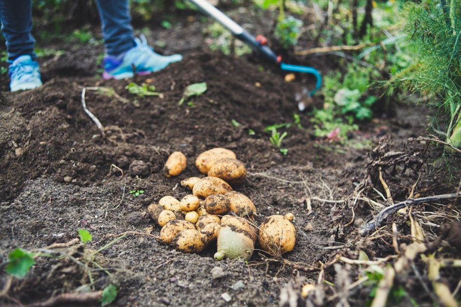 The Joy of Sending Potatoes